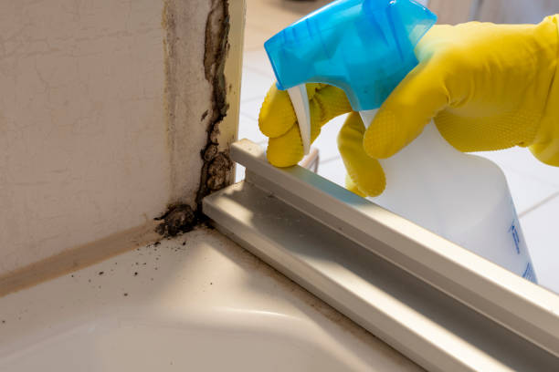 Best Residential Mold Removal  in Port Lavaca, TX