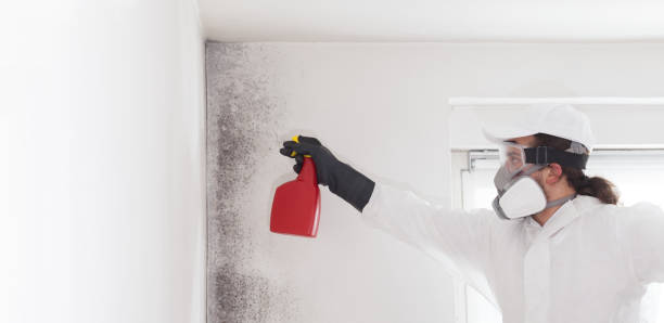 Best Certified Mold Removal  in Port Lavaca, TX