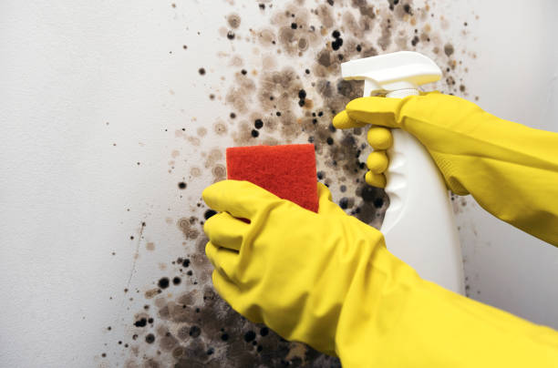 Mold Removal Process in Port Lavaca, TX