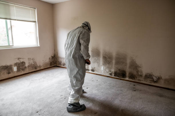 Certified Mold Removal in Port Lavaca, TX