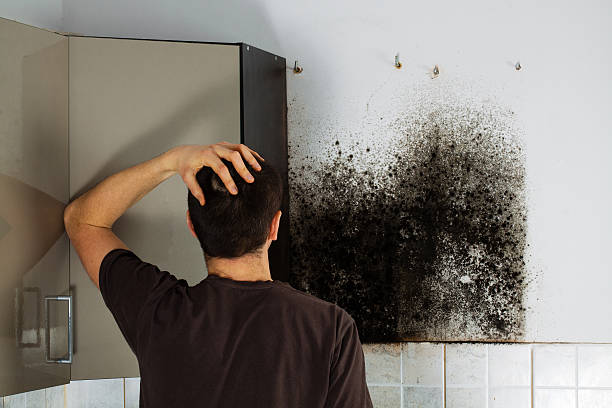 Best Home Mold Removal  in Port Lavaca, TX